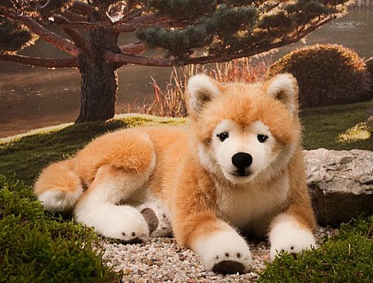 Shiba Inu liegend Hachiko 33cm K�sen 6230 - Normalbild