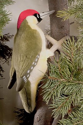 Gr�nspecht 27cm K�sen 6250 - Normalbild