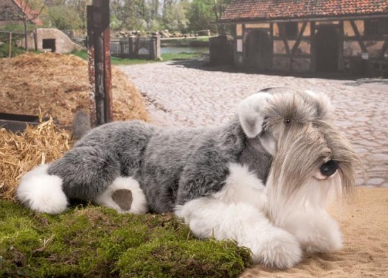 Zwergschnauzer liegend 70cm K�sen 6240 - Normalbild