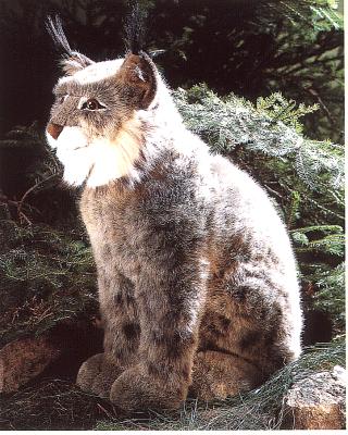 Luchs sitzend Pl�schtier K�sen 3550 - Normalbild