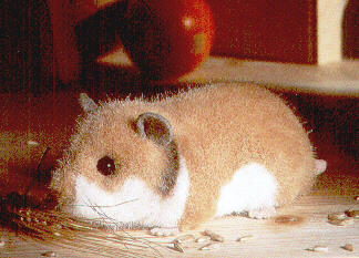 Goldhamster Pl�schtier K�sen 3390 - Normalbild