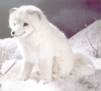 Eisfuchs Pl�schtier K�sen 3930 - Normalbild
