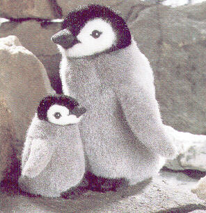 Kaiser Pinguin Pl�schtier K�sen 3650 - Normalbild