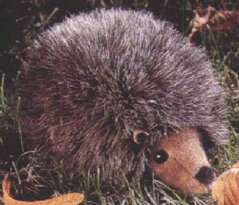 Igel Pl�schtier K�sen 1725 - Normalbild