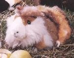 Meerschweinchen braun/wei� Kuno Pl�schtier K�sen 3011 - Normalbild