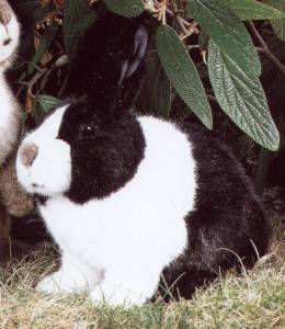 Holl�nder Kaninchen Pl�schtier K�sen 3581 - Normalbild
