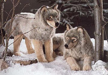 Wolf stehend Pl�schtier K�sen 3840 - Normalbild