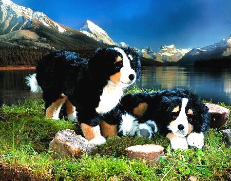 Berner Sennenhund stehend Pl�schtier K�sen 4720 - Normalbild