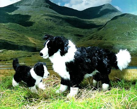 Border Collie Welpe Eddy Pl�schtier K�sen 4640 - Normalbild