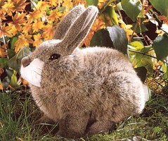 Kaninchen hockend Pl�schtier K�sen 3580 - Normalbild