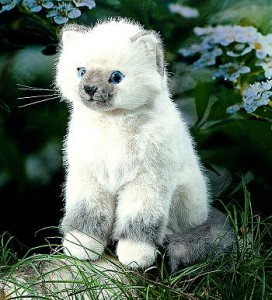 Katze Birmakatze klein sitzend Siri Pl�schtier K�sen 4482 - Normalbild