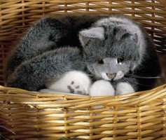 Katze grau liegend Lucie Pl�schtier K�sen 4392 - Normalbild
