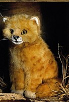 Katze klein rot sitzend Tilli Pl�schtier K�sen 4481 - Normalbild