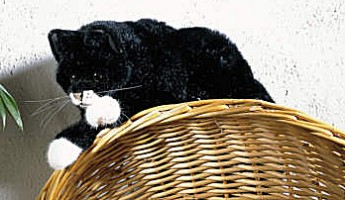 Katze schwarz liegend Mohrle Pl�schtier K�sen 4391 - Normalbild