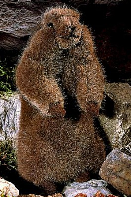 Murmeltierkind Wuseli Pl�schtier K�sen 4670 - Normalbild