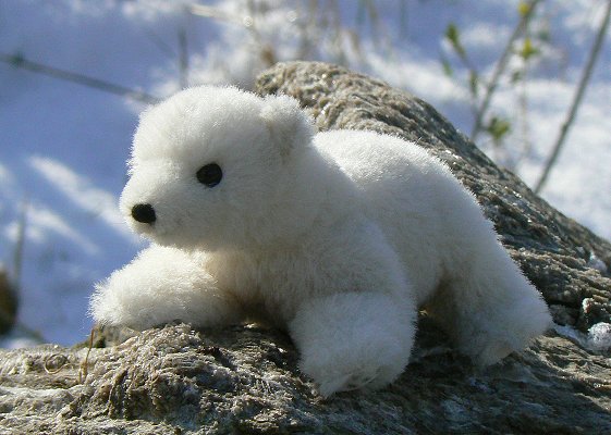 Eisb�rbaby Nurri Pl�schtier K�sen 5730 - Normalbild