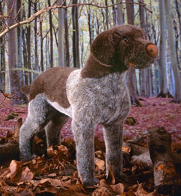Hund Deutsch-Drahthaar braun Pl�schtier K�sen 5520 - Normalbild