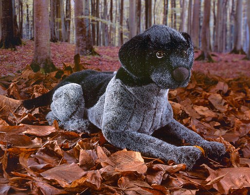 Hund Deutsch-Drahthaar schwarz liegend Pl�schtier K�sen 5530 - Normalbild