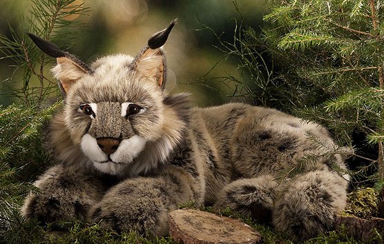 Luchs liegend 59cm K�sen 5920 - Normalbild