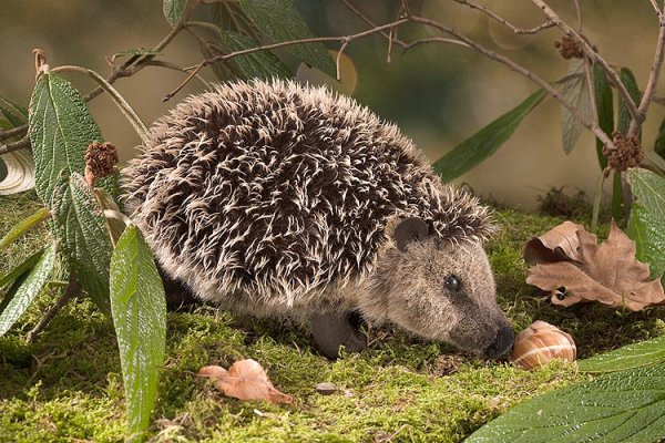 Igel Heinrich 26cm K�sen 6190 - Normalbild