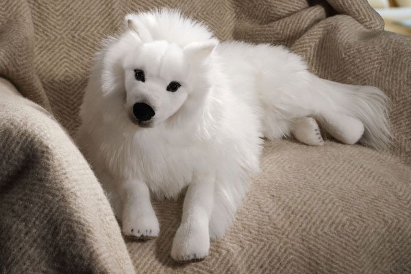 Japanischer Spitz liegend K�sen 6050 - Normalbild