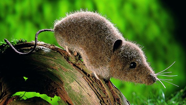Spitzmaus Pl�schtier K�sen 3500 - Normalbild