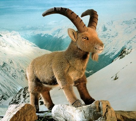 Steinbock Louis Pl�schtier K�sen 5160 - Normalbild