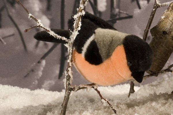 Gimpel Dompfaff Pl�schtier K�sen 5700 - Normalbild