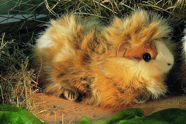 Meerschweinchen Mucki Pl�schtier K�sen 3040 - Normalbild