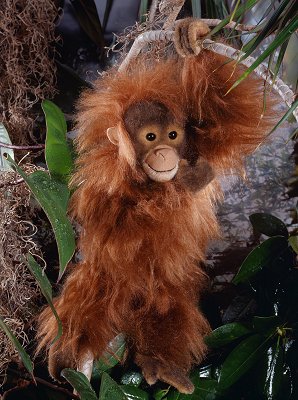 Orang Utan Pl�schtier K�sen 5710 - Normalbild