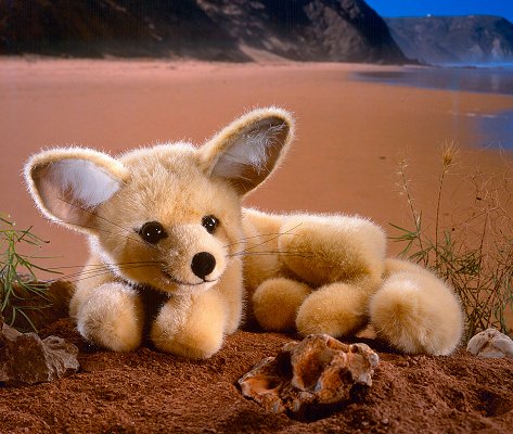 W�stenfuchs Fennek Pl�schtier K�sen 5740 - Normalbild