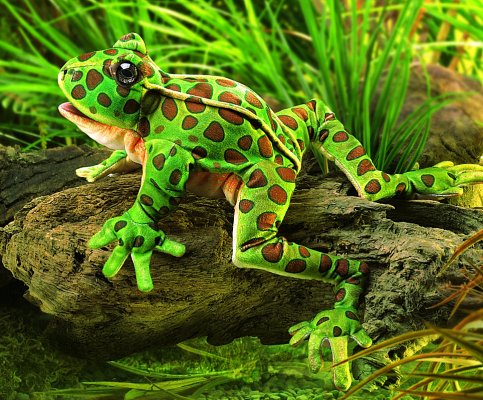 Handpuppe Leopardfrosch Folkmanis 2587 - Normalbild