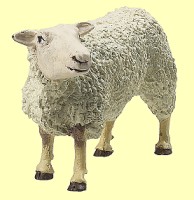 Schaf Papo - Normalbild