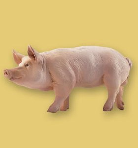 Eber Papo - Normalbild