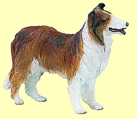 Collie Papo - Normalbild