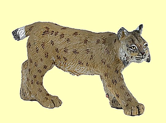 Luchs Papo - Normalbild