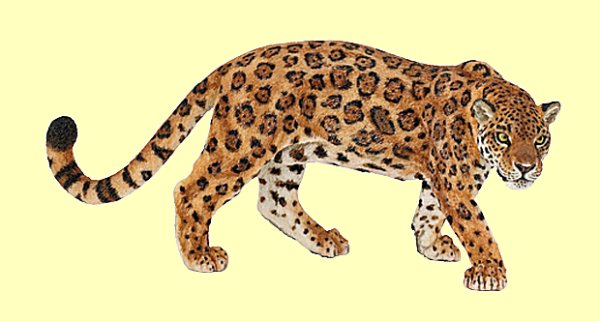 Jaguar neu Papo - Normalbild