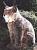 Luchs sitzend Pl�schtier K�sen 3550