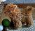 Norwich Terrier Struppi Pl�schtier Mohair K�sen 4651