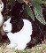 Holl�nder Kaninchen Pl�schtier K�sen 3581