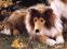 Collie liegend Pl�schtier K�sen 3890