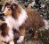 Collie stehend Pl�schtier K�sen 3880