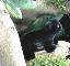 Panther Baby Rangi Pl�schtier K�sen 4470