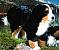 Berner Sennenhund stehend Pl�schtier K�sen 4720
