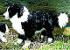 Border Collie Mary Pl�schtier K�sen 4630