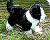 Border Collie Welpe Eddy Pl�schtier K�sen 4640