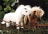 Pony Pl�schtier K�sen 2570