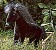 Rappe Pl�schtier K�sen 2573