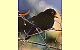 Amsel T�ril� Pl�schtier K�sen 5820
