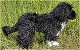 Portugiesischer Wasserhund Bo K�sen 5940